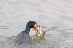 开云官方app入口-包含弱肉强食的比赛现场，精彩纷呈的词条