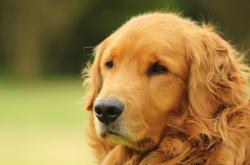 开云体育直播-跨界风暴，当灰熊碾压勇士的夜晚，克莱在英超赛场接管争冠之战