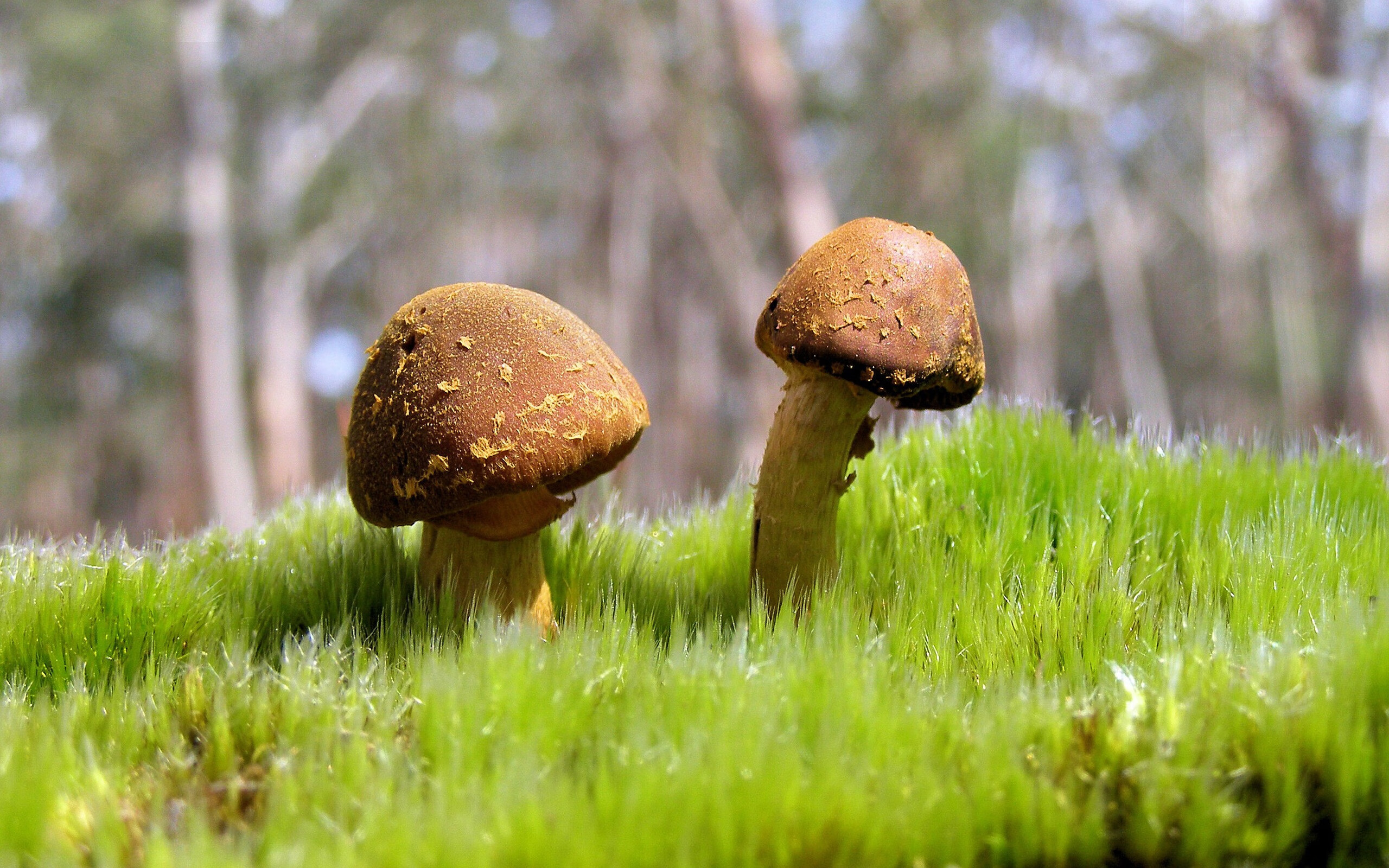 克莱·汤普森，总决赛之夜的攻防交响诗