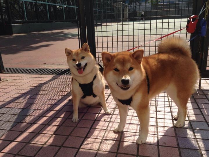 欧冠半决赛之夜,字母哥的舞台法则,越宏大,越强悍